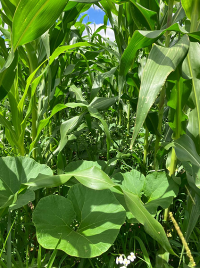 UFFS - Campus Laranjeiras do Sul integra projeto de pesquisa sobre sistemas de plantio direto orgânico